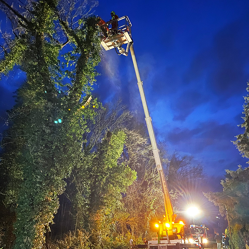 Baumschnitt Kronenschnitt / Kronenpflege
