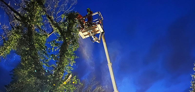 Baumschnitt Kronenschnitt / Kronenpflege