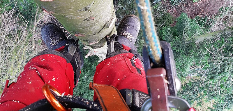 Baumpflege und Baumfällungen