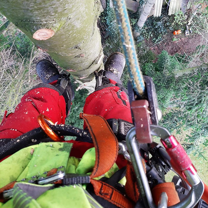 Baumpflege und Baumfällungen