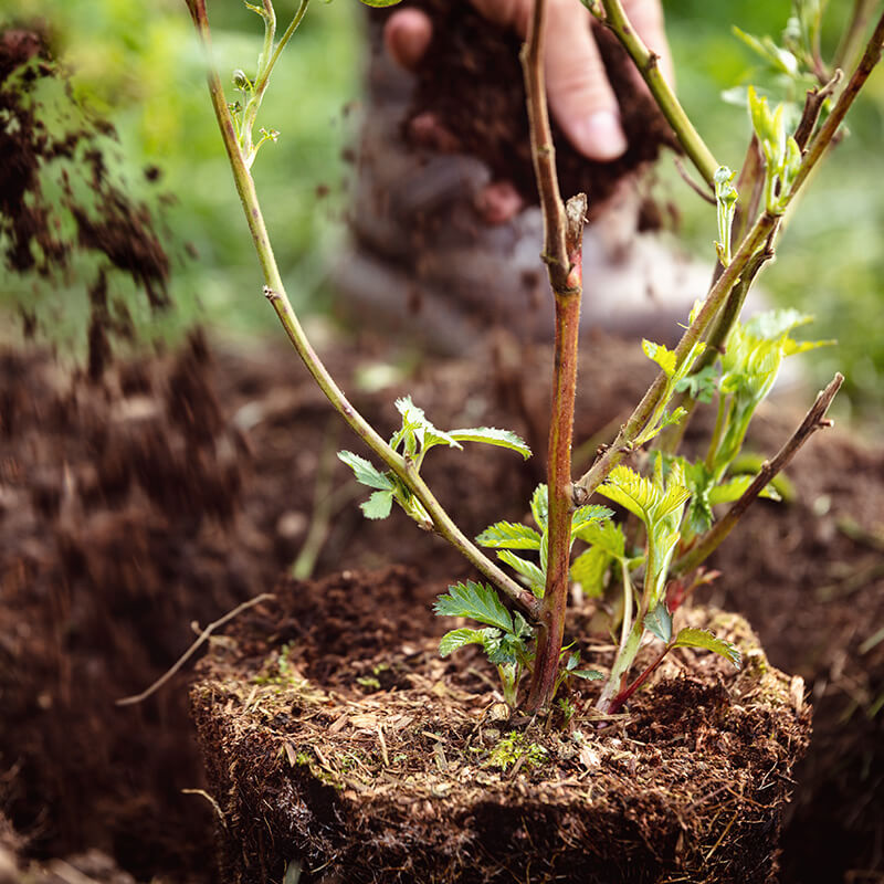 Gartenbau - Planung & Pflanzung