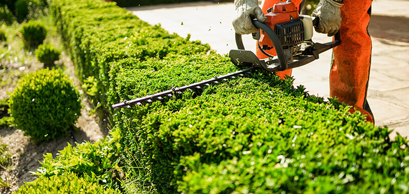 Gartenpflege - Strauch und Heckenschnitt