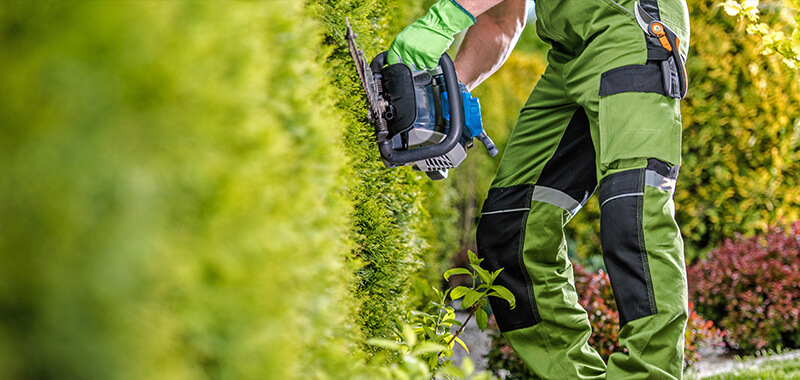 Gartenpflege - Wann sollte man die Hacke schneiden