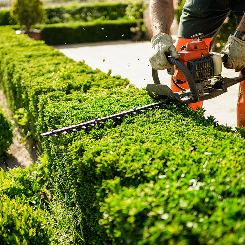 Gartenpflege - Strauch und Heckenschnitt